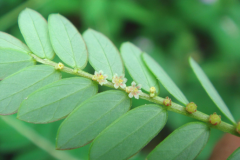 Image-showing-flower-&-leaves-of-Chamber-Bitter