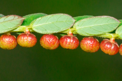 Mature-Fruits-of-Chamber-Bitter