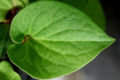 Closer-view-of-leaf-of-Chameleon-Plant