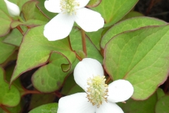 Flowers-of-Chameleon-Plant