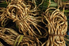 Fresh-chameleon-plant-rhizomes