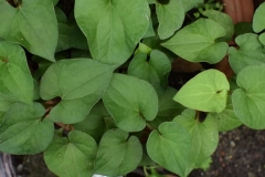 Leaves-of-Chameleon-Plant