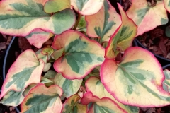 Other-Variety--of-Chameleon-Plant