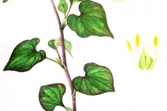 Plant-Illustration-of-Chameleon-Plant
