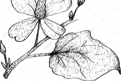 Sketch-of-Chameleon-Plant