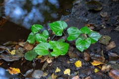 Small-Chameleon-Plant