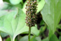 Unripe-fruit-of-Chameleon-Plant