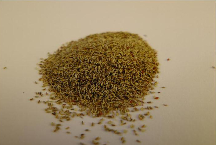 Chamomile-seeds