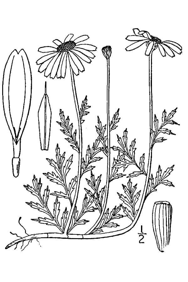 Drawing-of-Chamomile