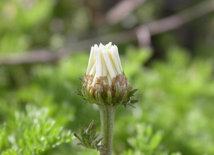 Flower-bud-of-Chamomile