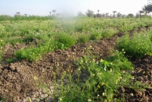 Chamomile-farm