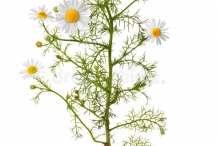 Chamomile-plant