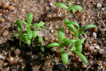 Chamomile-seedlings