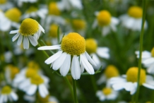 Close-up-flower-of-Chamomile