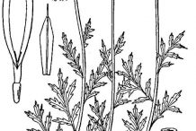 Drawing-of-Chamomile