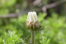 Flower-bud-of-Chamomile