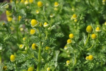 Flower-buds-of-Chamomile