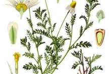 Illustration-of-Chamomile