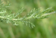 Leaves-of-Chamomile