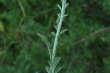 Stem-of-Chamomile
