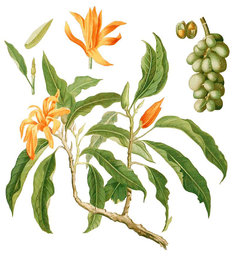Plant-Illustration-of-Champak
