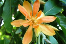 Flower-of-Champak-tree