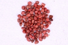 Seeds-of-Champak