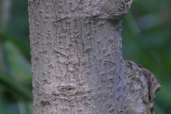 Bark-of-Champak-tree