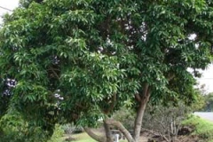 Champak-Tree