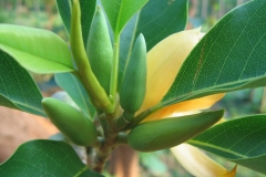 Flowering-buds-of-Champak