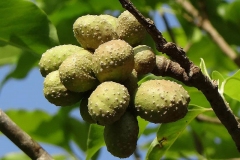 Immature-fruits-of-Champak-plant