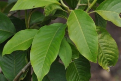 Leaves-of-Champak-tree