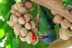Mature-fruits-of-Champak