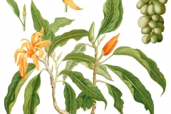 Plant-Illustration-of-Champak