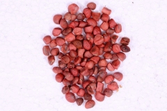 Seeds-of-Champak