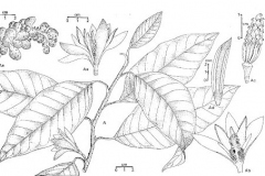 Sketch-of-Champak