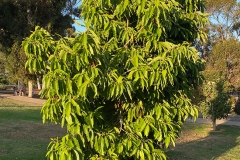 Small-Champak-Tree