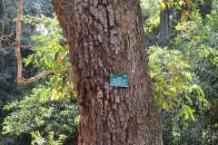 Trunk-of-Champak