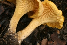 Chanterelle-mushroom
