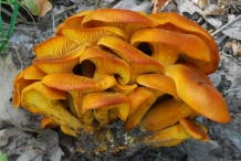 Chanterelle-mushroom