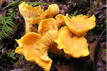 Chanterelle-mushroom