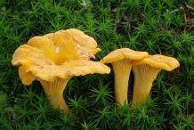 Chanterelle-mushroom