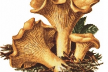 Plant-illustration-of-Chanterelle-mushroom