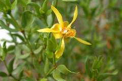 Chaparral-flower