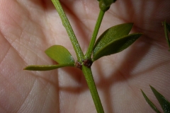 Chaparral-stem