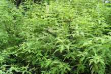 Bushes-of-Chaste-Tree
