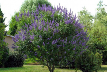 Chaste-tree