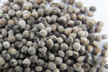 Dried-fruit-of-Chaste-tree