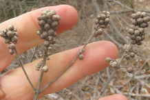 Dried-seeds-on-the-plant