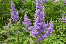 Flower-of-Chaste-tree
